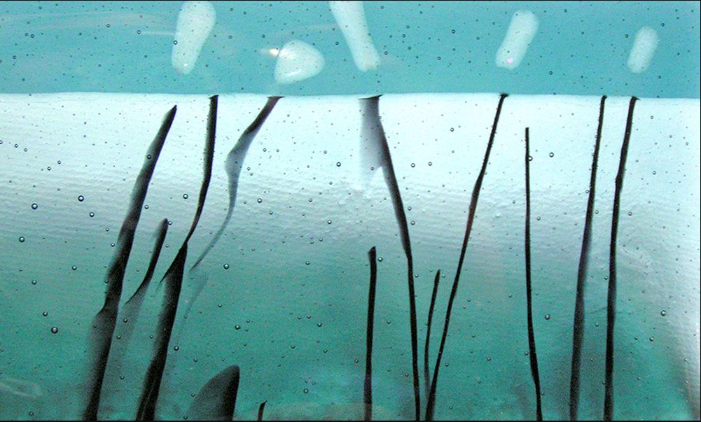 Cattails Platter — fused glass by Patti Wessman, photo 2 of 2