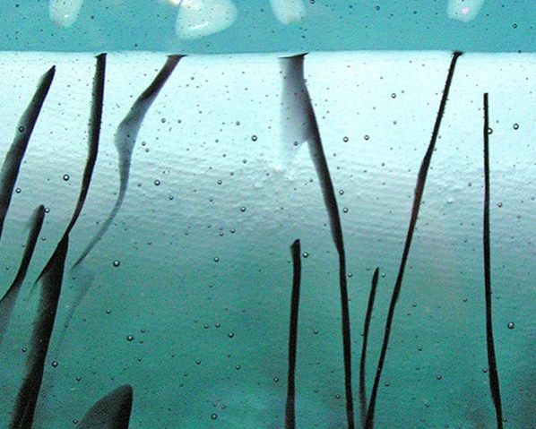Cattails Platter — fused glass by Patti Wessman, photo 1 of 2